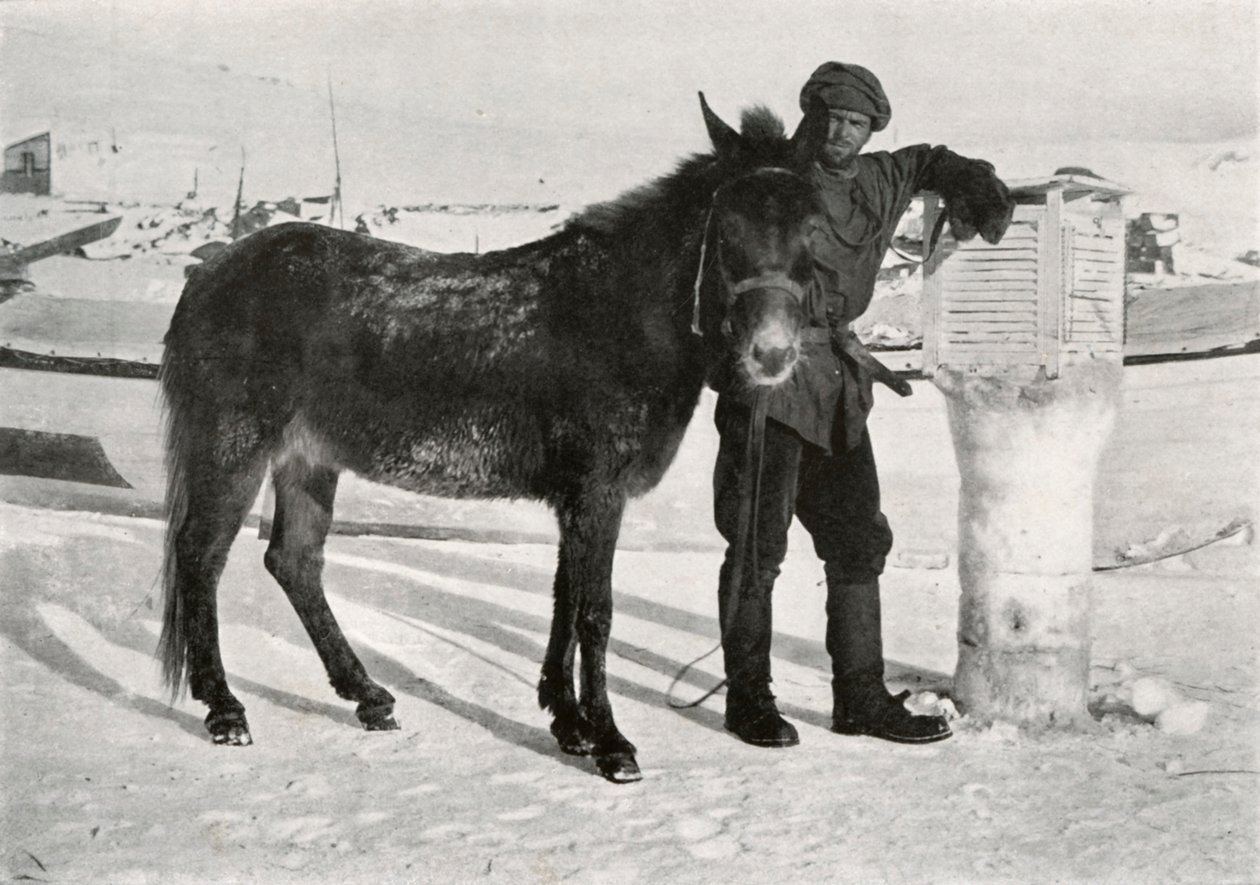 Gran With Mule Lal Khan, c1911, 1913 av Frank Debenham