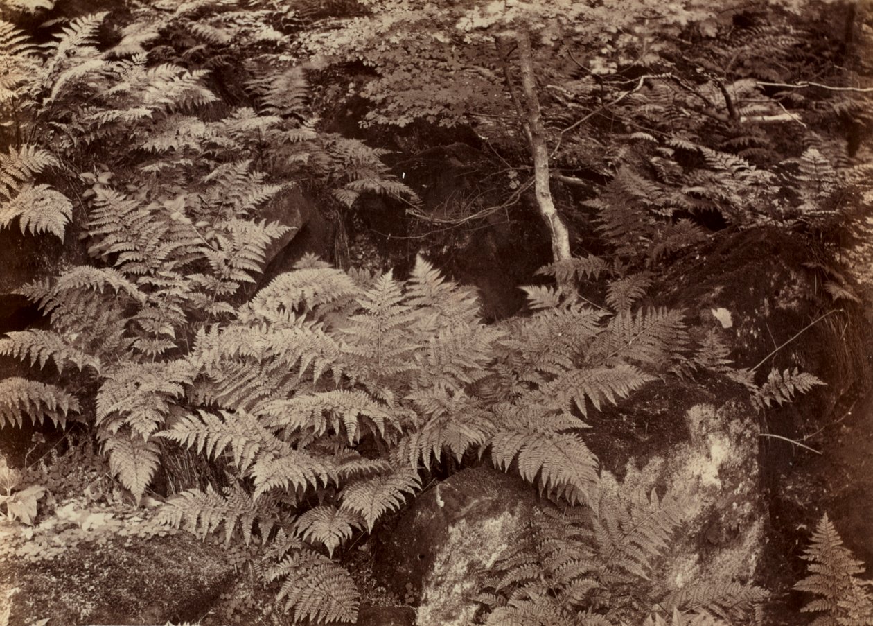 Uten tittel Fern Study, slutten av 1870-tallet. av Frank Meadow Sutcliffe