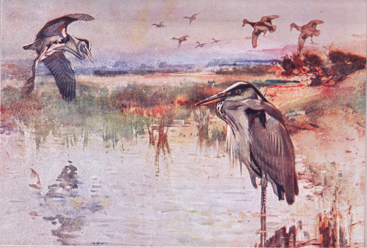 The Heron, illustrasjon fra Wild Nature & Country Life utgitt av Hodder & Stoughton, ca. 1910 av Frank Southgate