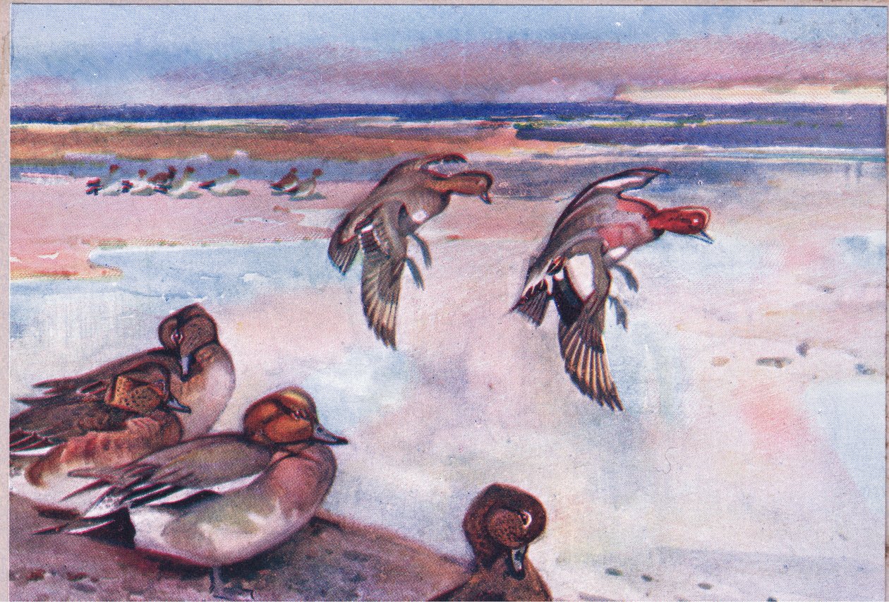 Widgeons, illustrasjon fra Wild Nature & Country Life utgitt av Hodder & Stoughton, ca. 1910 av Frank Southgate