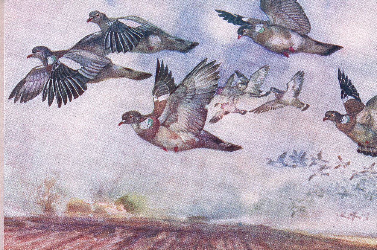 Wood Pigeons in flight, illustrasjon fra Wild Nature & Country Life utgitt av Hodder & Stoughton, ca. 1910 av Frank Southgate