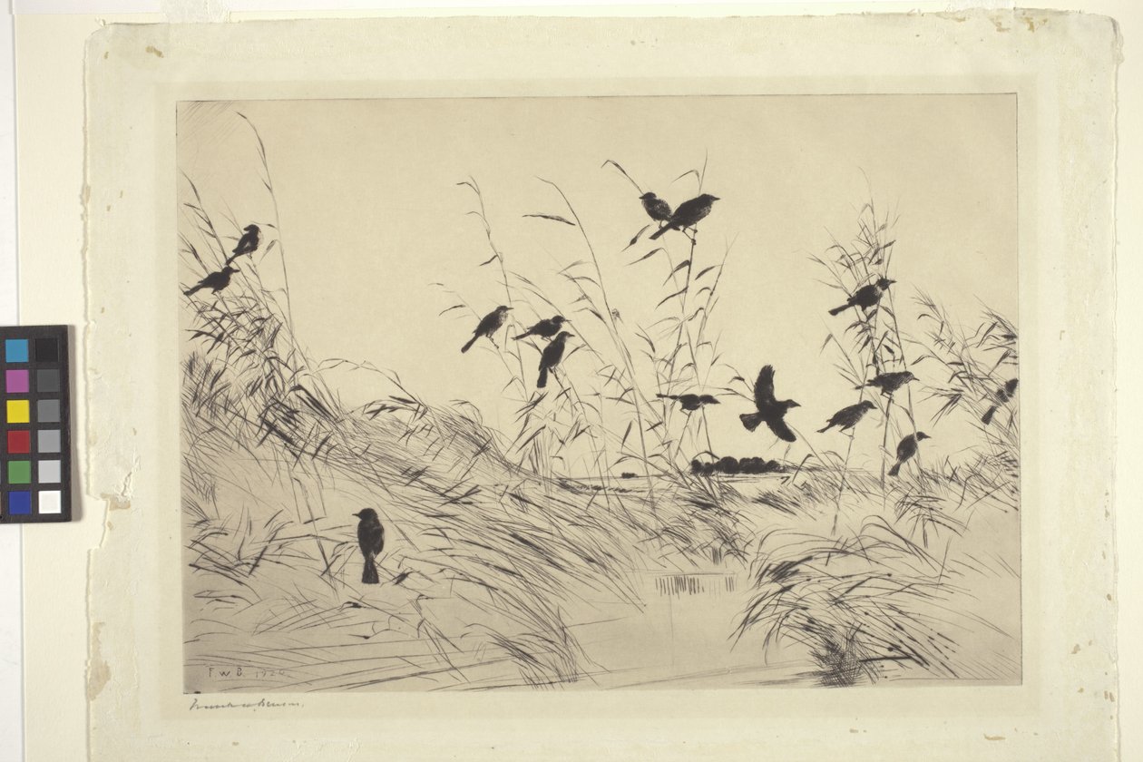 Blackbirds And Rushes (blekk på papir) av Frank Weston Benson