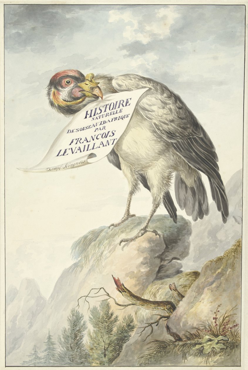Crested Vulture med et ark papir i nebbet HISTOIRE NATURELLE DES OISEAUX DAFRIQUE (tittel på objekt) av François Levaillant (circle of)