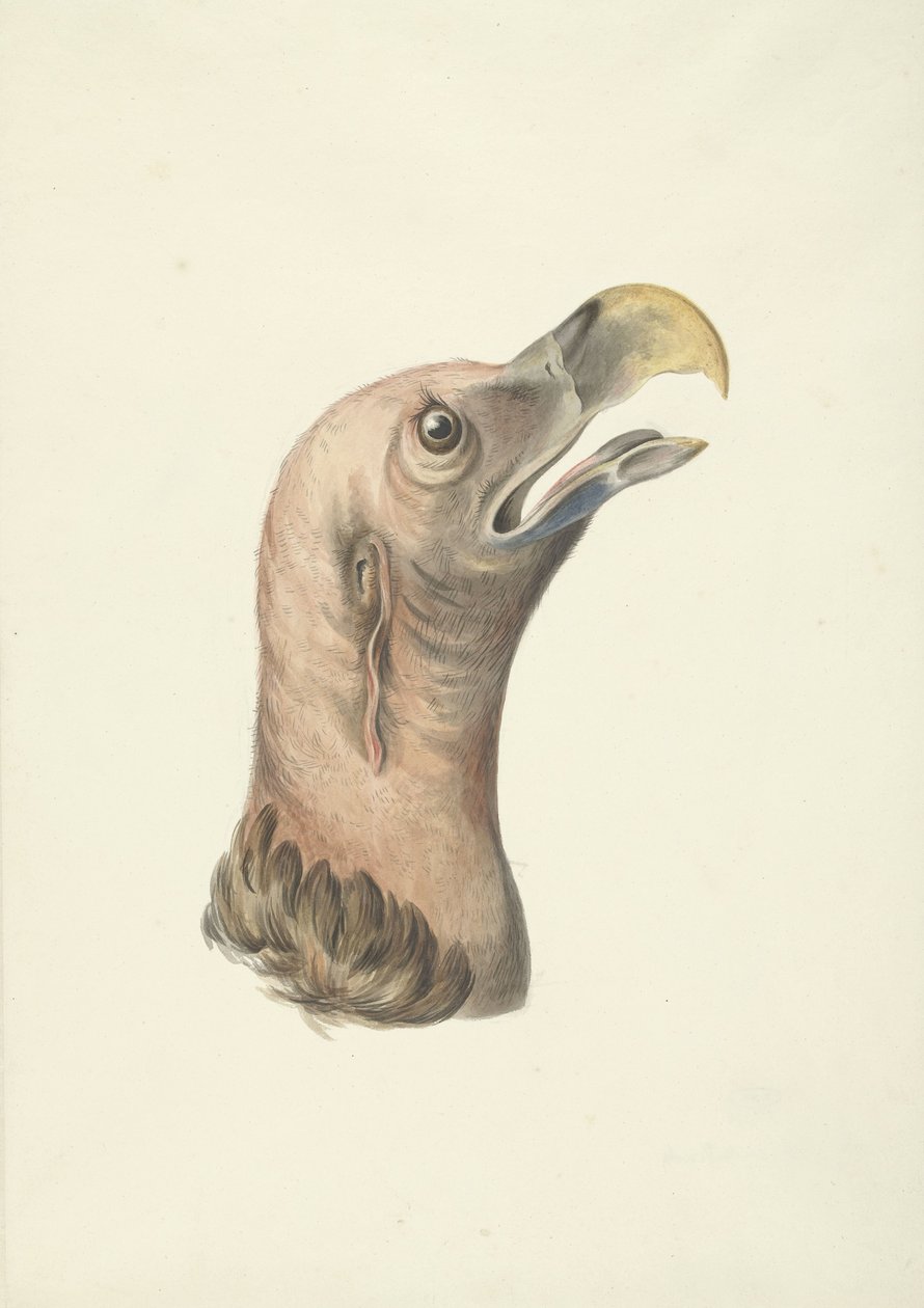 Hodet til en øregribb (Otogyps auricularis Daud) av François Levaillant (circle of)