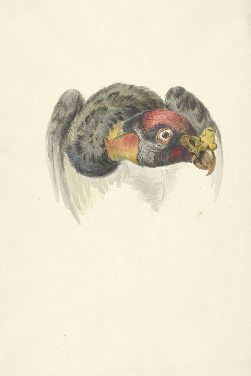 Hodet til en kongegribb (Sarcoramphus papa) av François Levaillant (circle of)