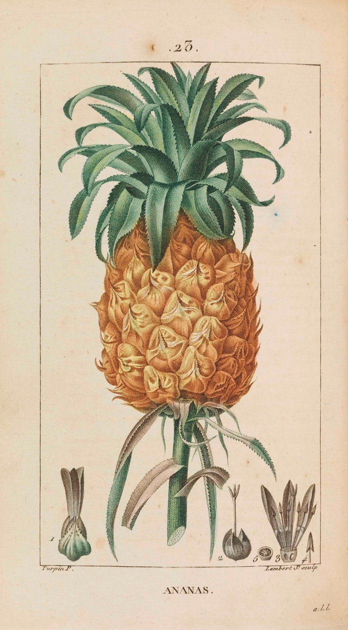 Ananas. Medisinsk flora, 1814-1820. av François Pierre Chaumeton