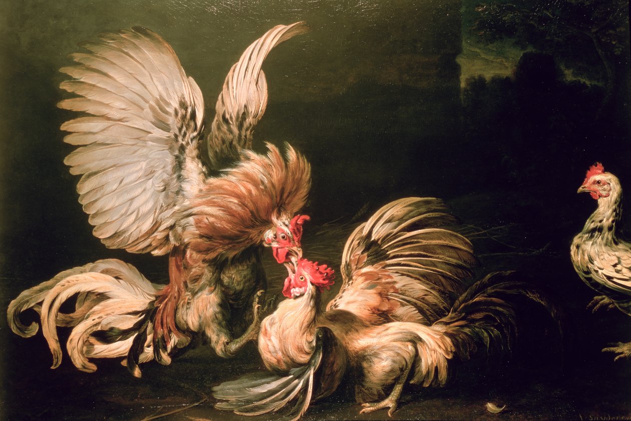 Kamphaner av Frans Snyders or Snijders