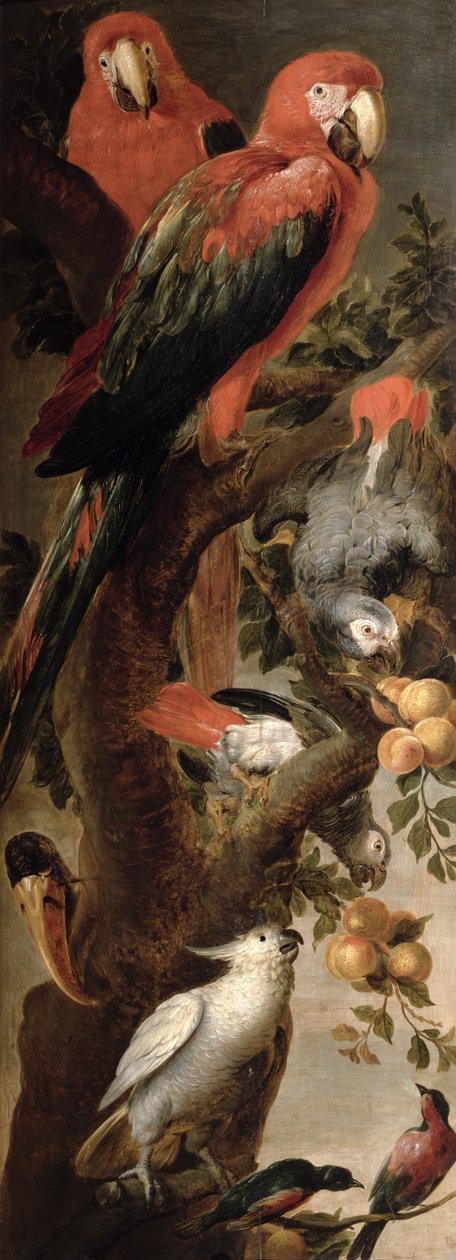 Ara og papegøyer av Frans Snyders or Snijders