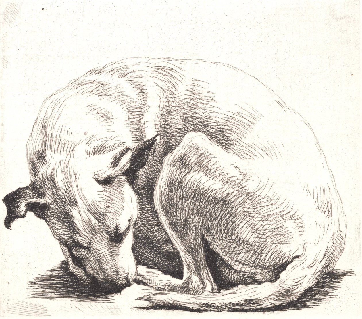 Prøveplate: En hund av Frans Schwartz