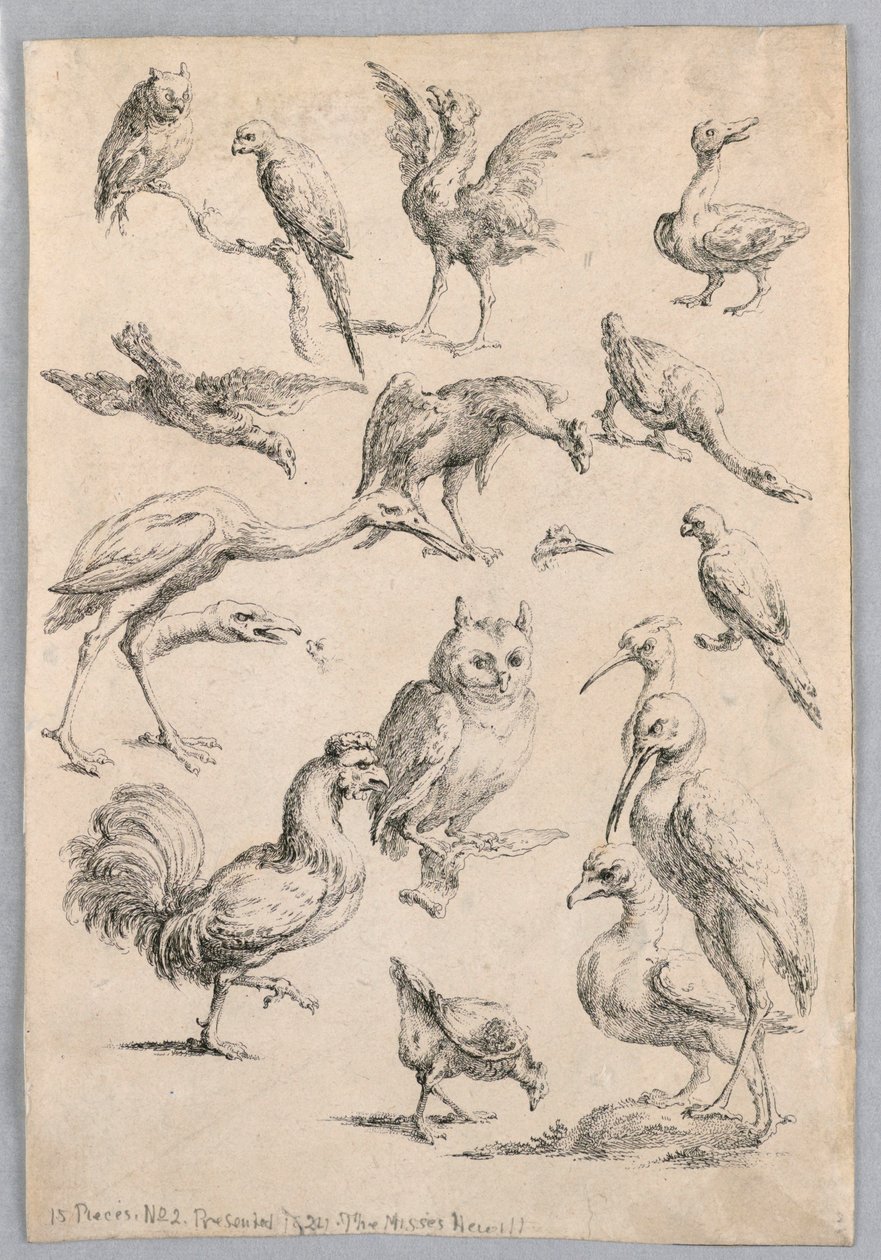 Sortiment av fugler, fra "Samling av forskjellige dyrestudier..." av Frans Snyders