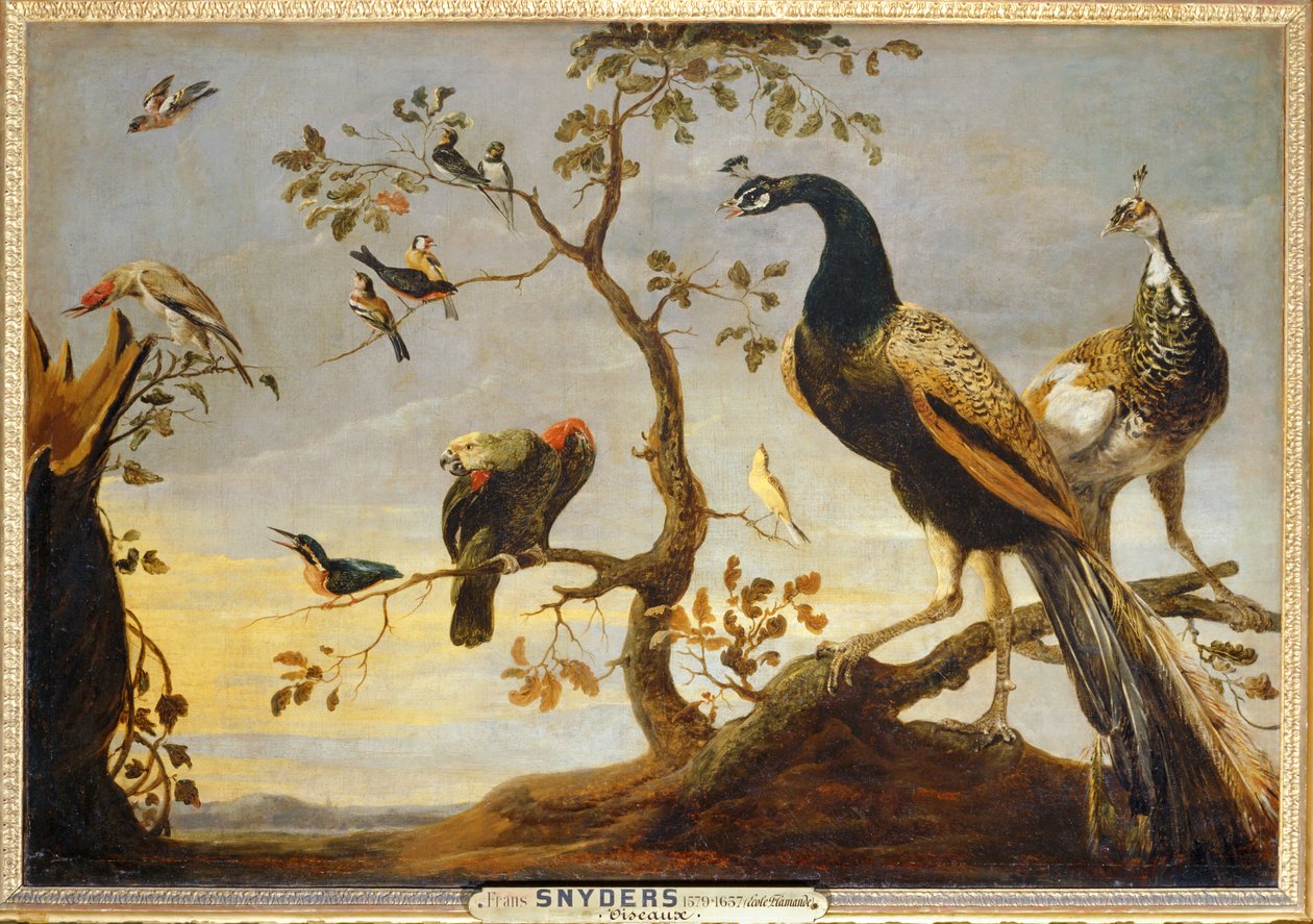  av Frans Snyders