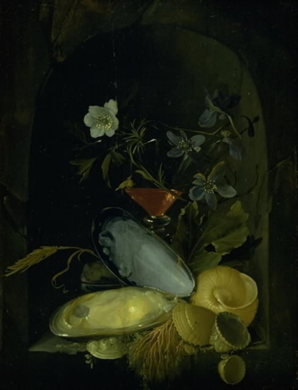 Stilleben med cockleshells og blå anemoner av Frans van I Mieris