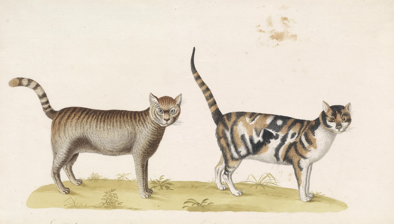Villkatt, huskatt av Franz Anton von Scheidel