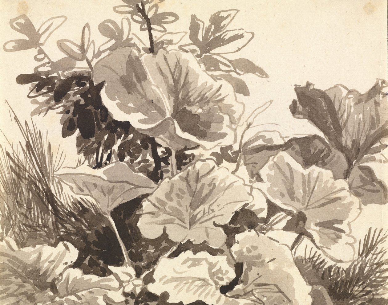 Studie av Coltsfoot Leaves av Franz Innocenz Kobell