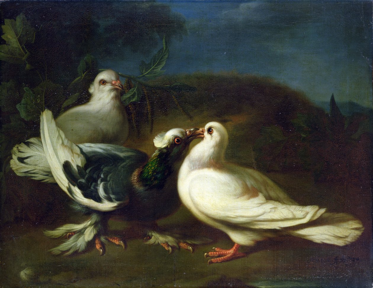 Duer, 1724 av Franz Werner Tamm
