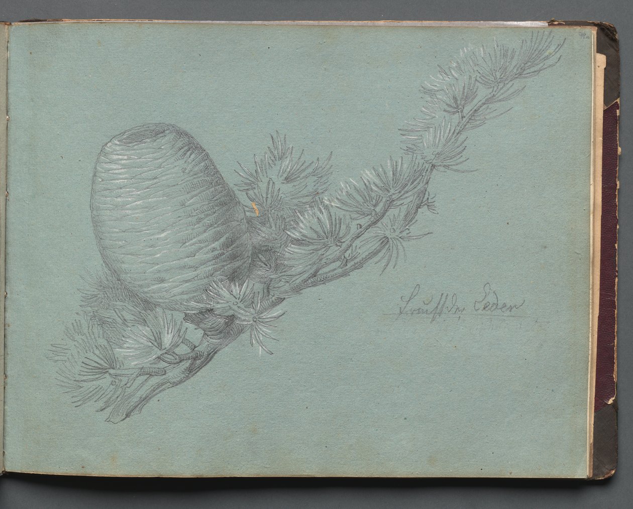 Album med utsikt over Roma og omgivelsene, landskapsstudier, side 49a: Studie av en eviggrønn gren med furukongel av Franz Johann Heinrich Nadorp