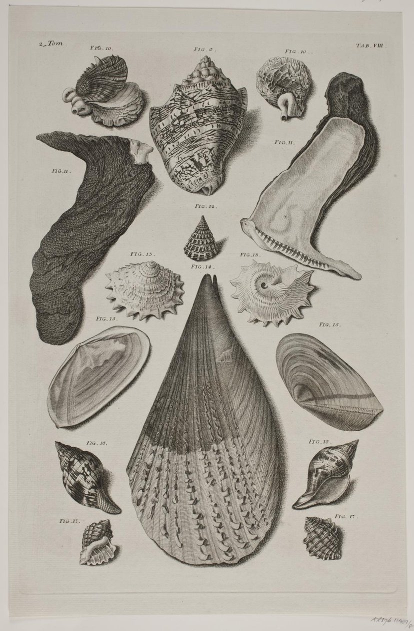 Konkylier med brett. Plate 8. av Franz Michael Regenfus