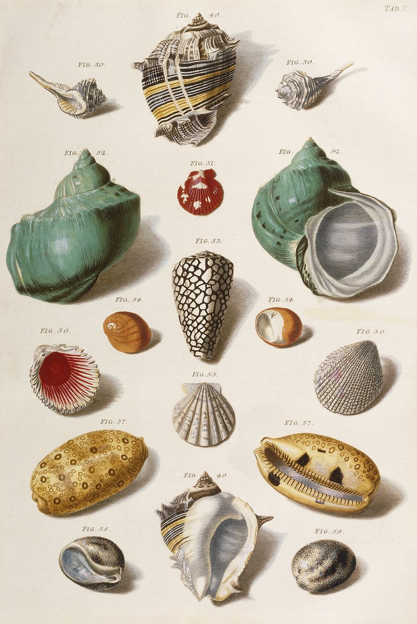 Ulike skjell, 1758 av Franz Michael Regenfus