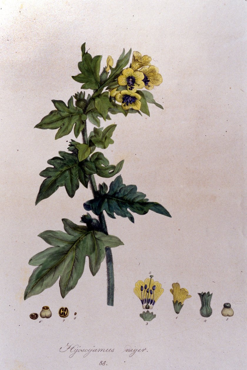 Fra "Flora Monacensis" av F. De Paola De Schrank. München 1816. av Franz Schrank