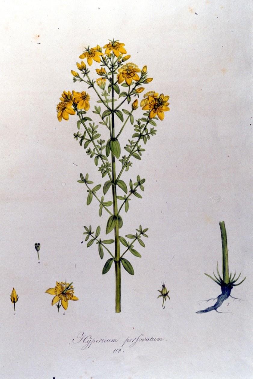 Hypericum eller johannesurt (Johannesurt) fra F. De Paola De Schranks "Flora Monacensis". München 1816 av Franz Schrank