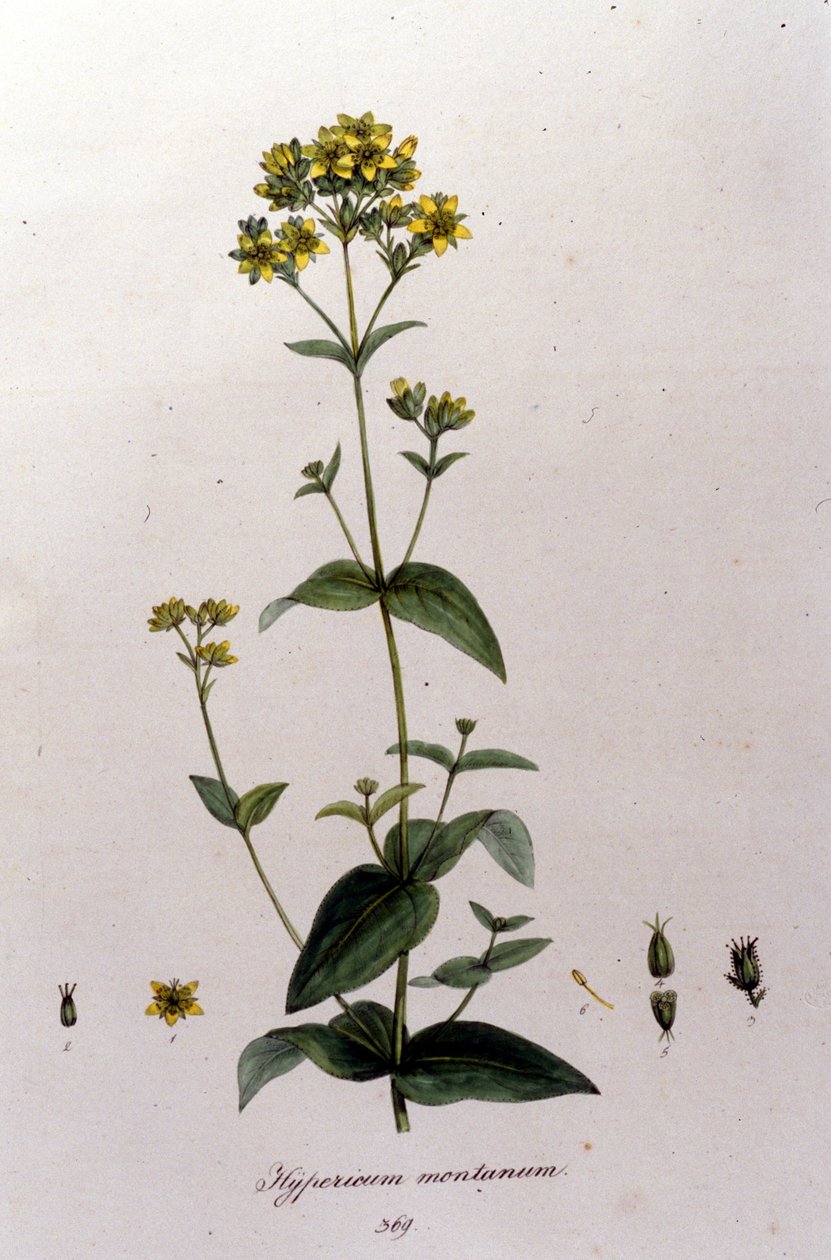 Fjellhypericum eller tusen-urt (Johannesurt) fra F. De Paola De Schranks «Flora Monacensis». München 1816 av Franz Schrank