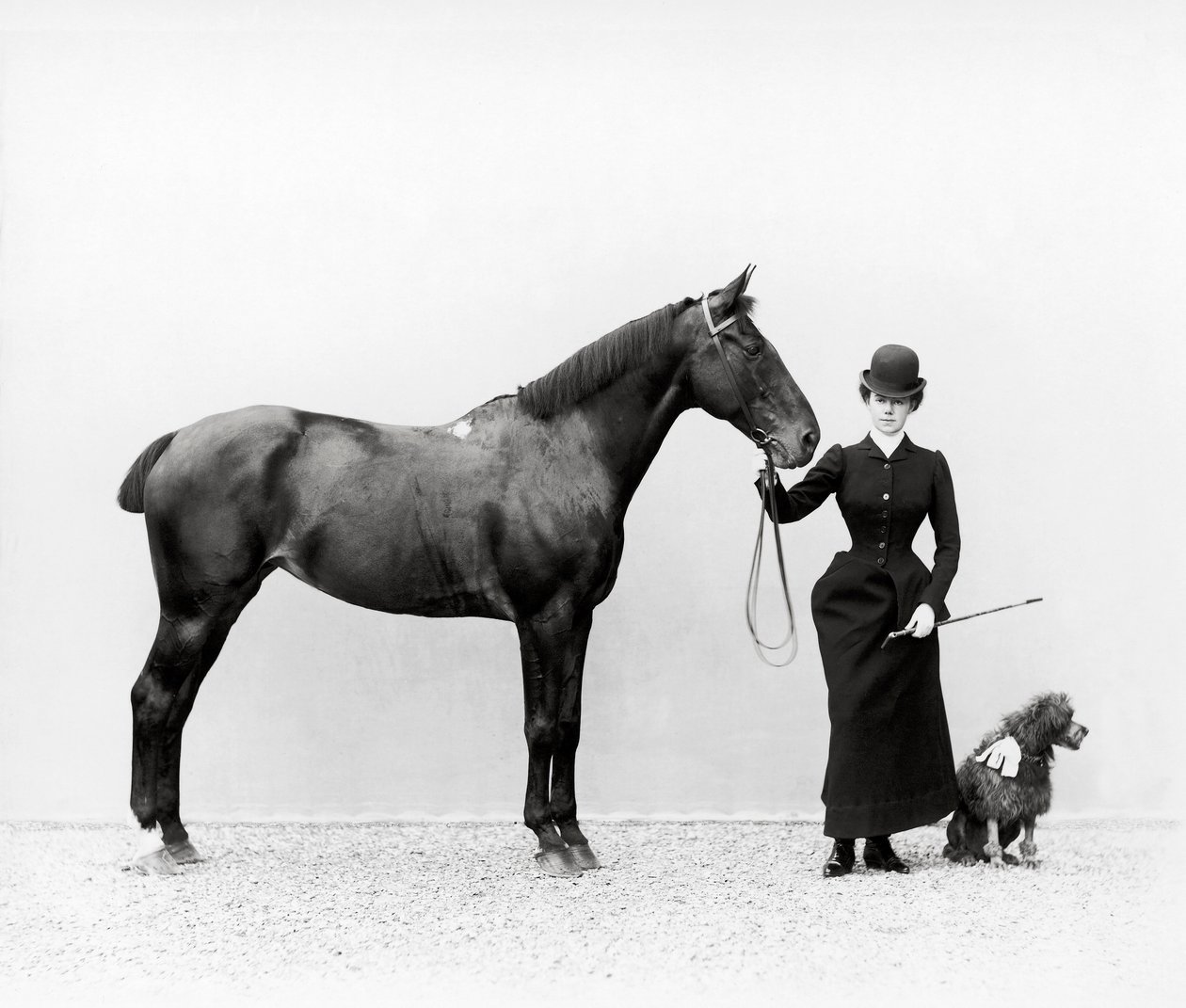 Portrett av frøken Walsh med en hest og en miniatyrpuddel på Villa di Montefonte, i Poggio Imperiale-området i Firenze, ca. 1890 (glassplate) av Fratelli Alinari Fratelli Alinari