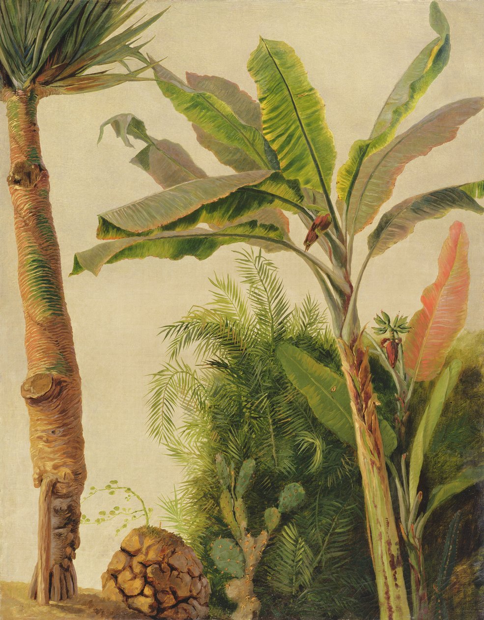 Banana Tree, ca. 1865 (olje på lerret lagt om bord) av Frederic Edwin Church