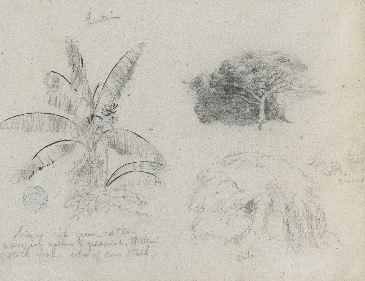 Botaniske skisser, Sør -Amerika av Frederic Edwin Church