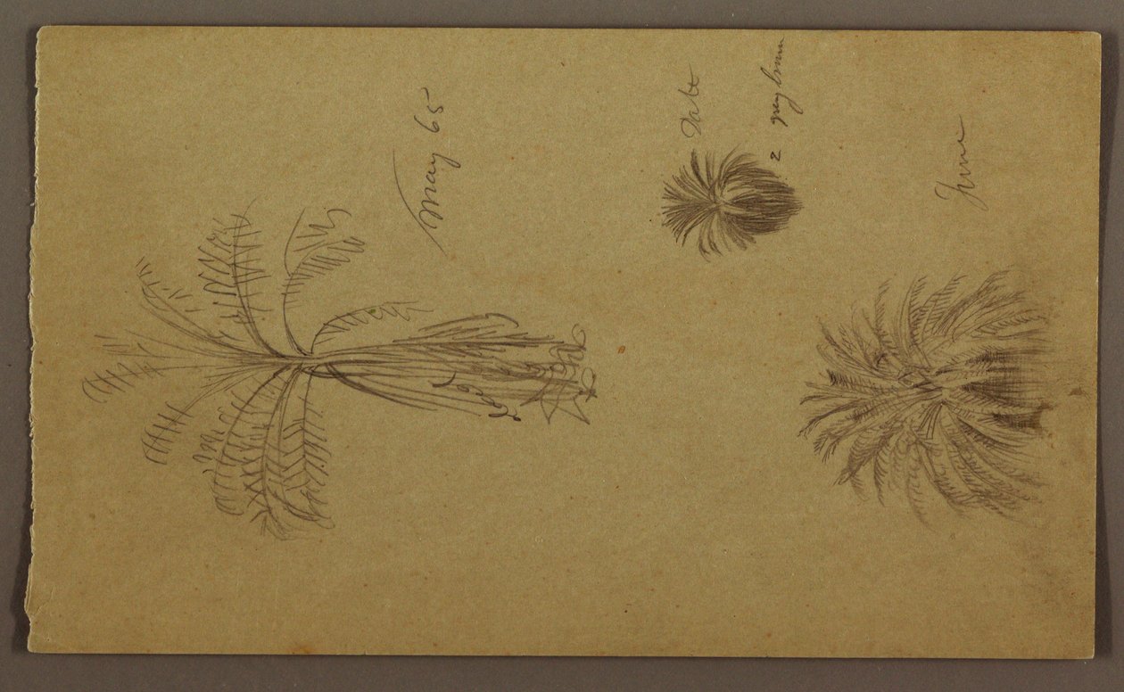 Tegning, botaniske skisser av Frederic Edwin Church