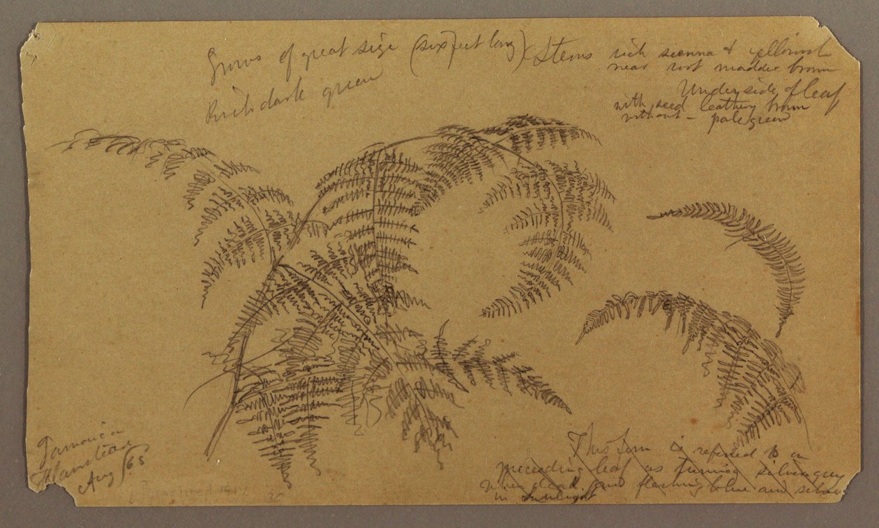 Tegning, botaniske skisser, august 1865 av Frederic Edwin Church