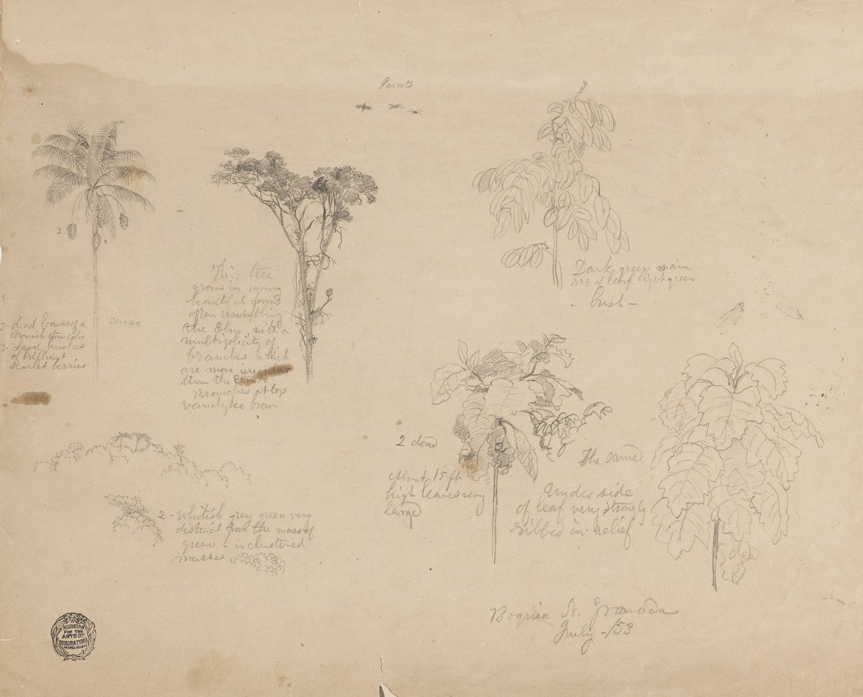 Tegning. Botaniske skisser fra Colombia. av Frederic Edwin Church