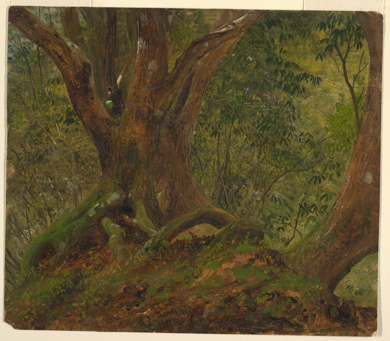 I skogen, Jamaica av Frederic Edwin Church