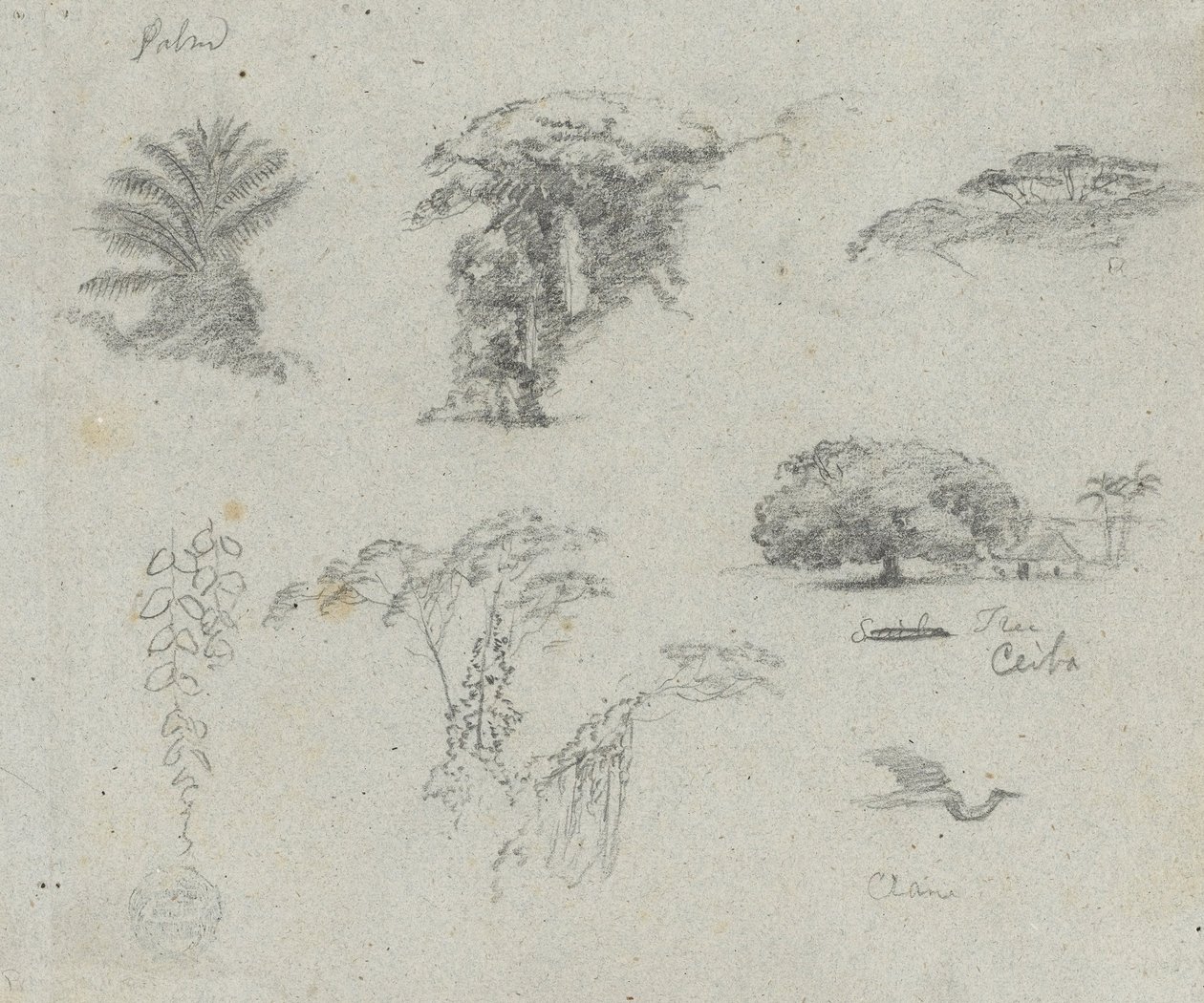 Skisser fra Sør -Amerika. Botaniske skisser. Flygende kran. av Frederic Edwin Church