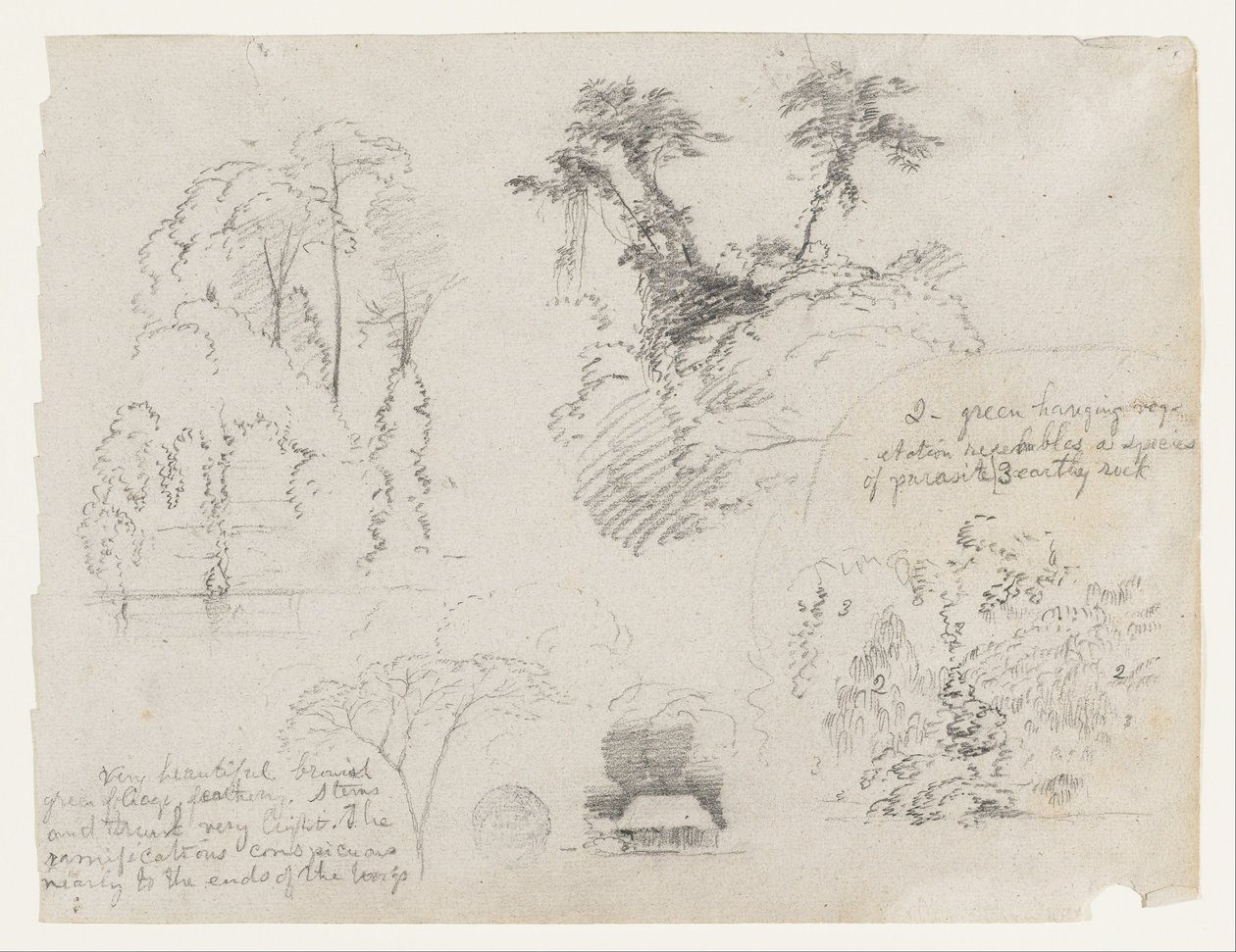 Skisser fra Sør -Amerika, sannsynligvis fra Colombia. Botaniske skisser. Et hus. av Frederic Edwin Church