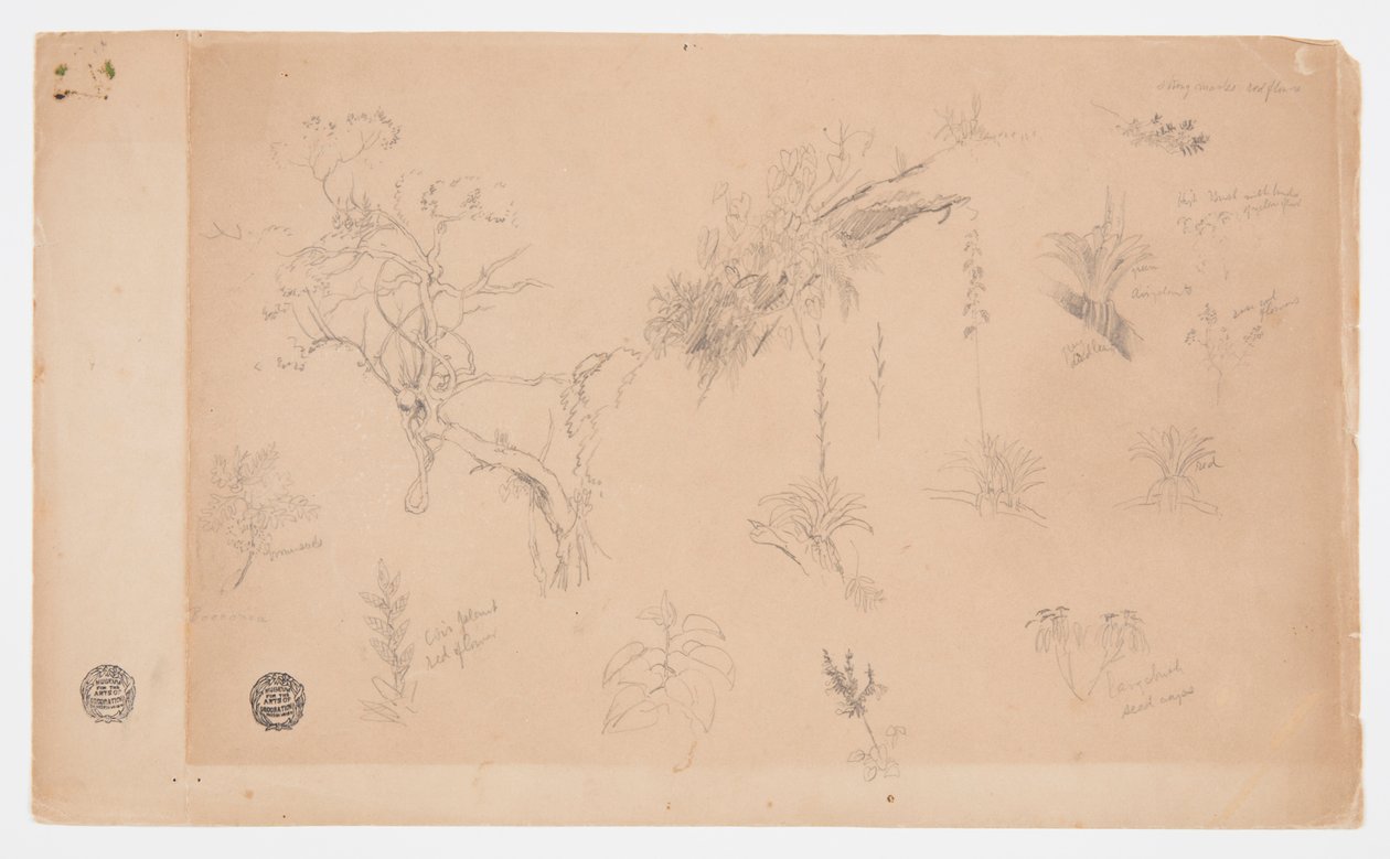 En gruppe på tretten botaniske studier fra Colombia eller Ecuador av Frederic Edwin Church