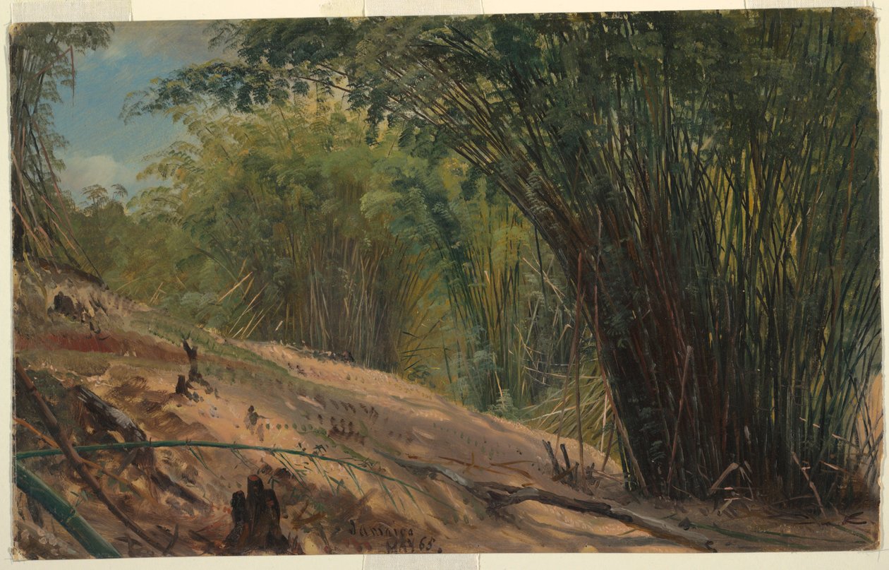 Bamboo Grove, Jamaica av Frederic Edwin Church