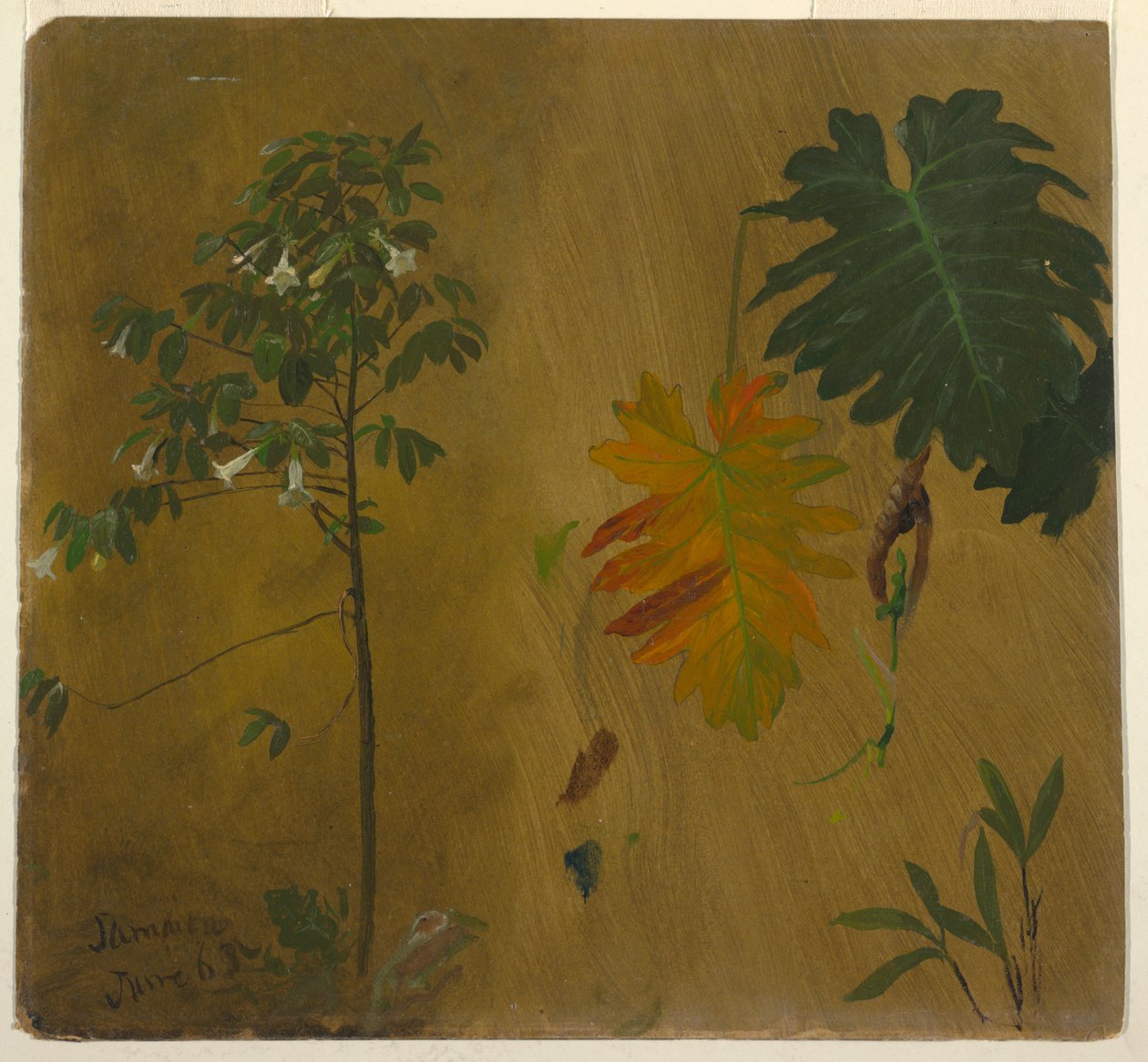 Botanisk studie, Jamaica av Frederic Edwin Church