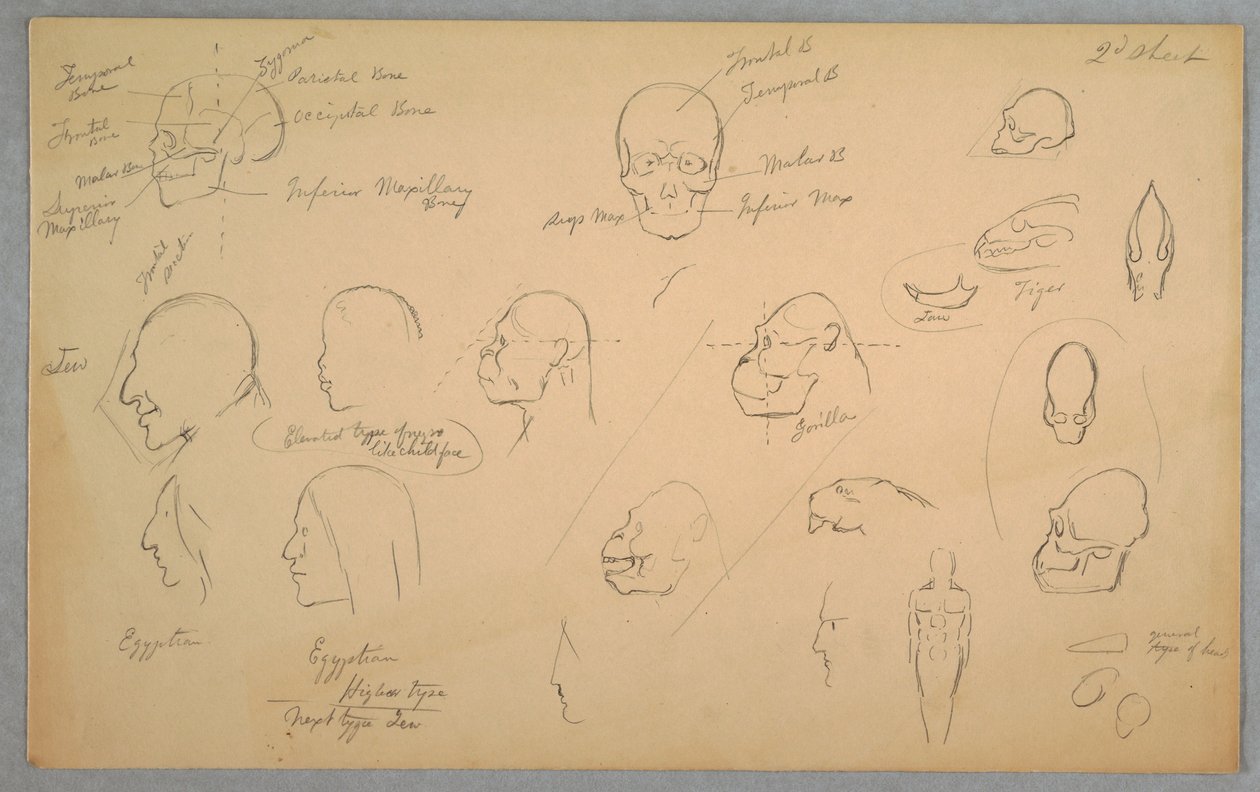 Tegning, anatomiske studier, 1865–70 av Frederic Edwin Church