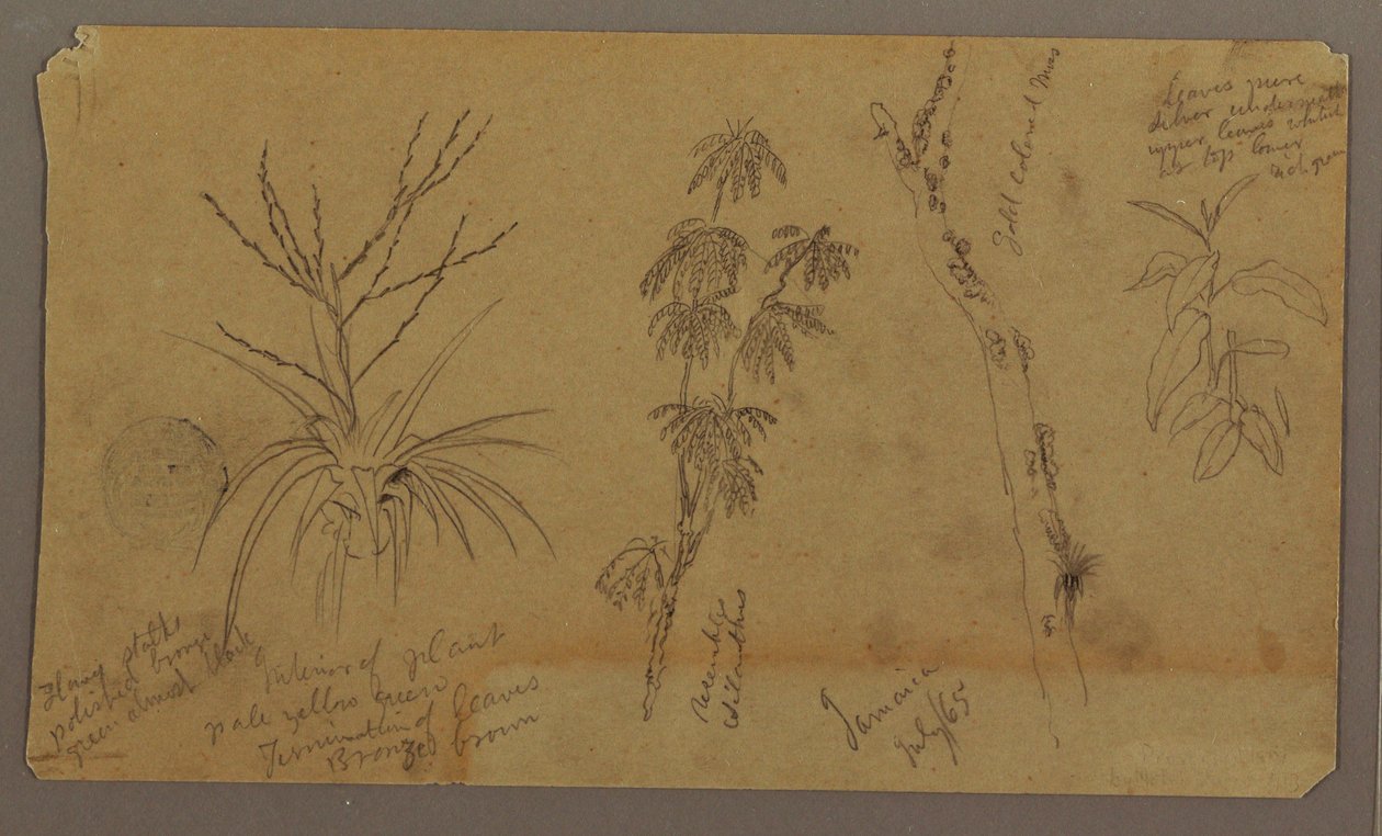 Tegning, botaniske skisser; Verso: Skyer, juli 1865 av Frederic Edwin Church