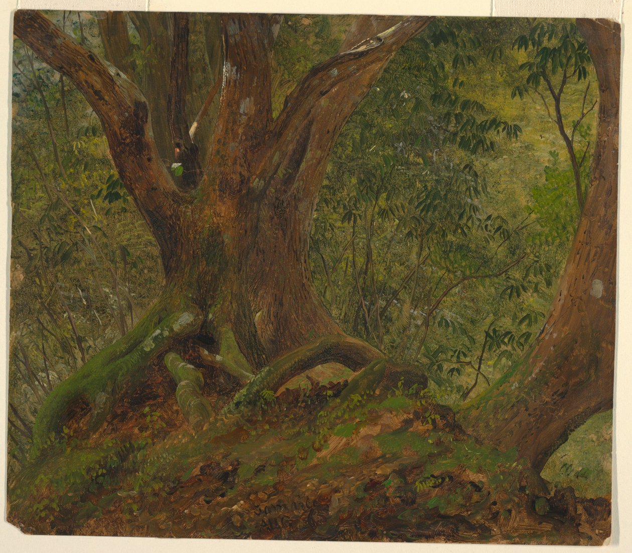 I skogen, Jamaica av Frederic Edwin Church