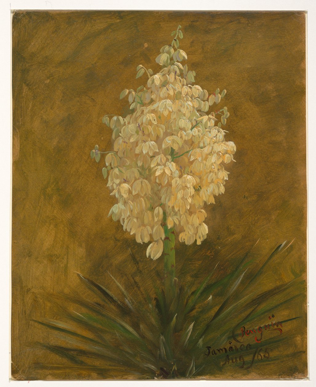 Pingvinplante av Frederic Edwin Church