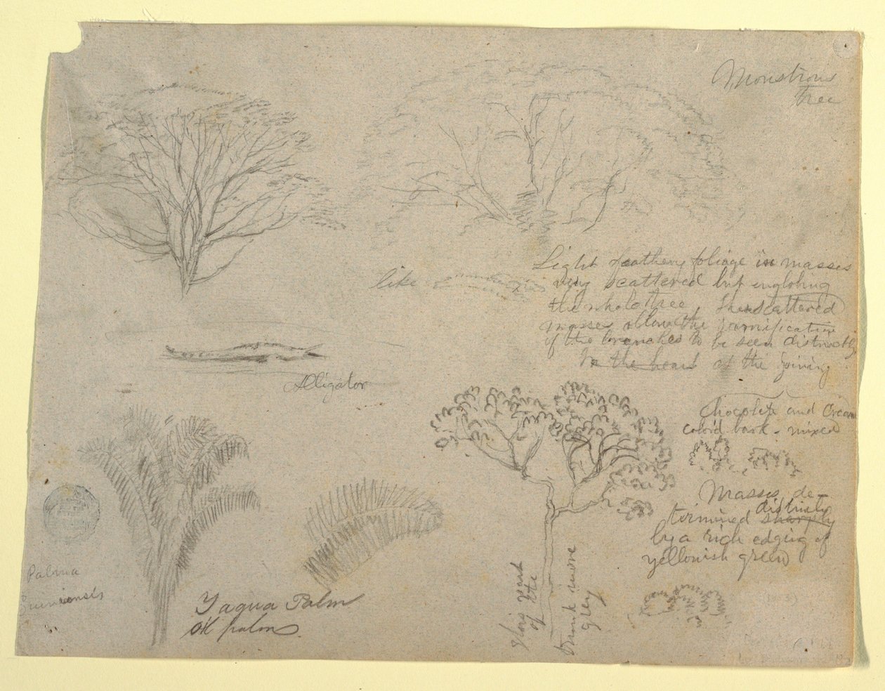 Serie med botaniske studier inkludert en alligator og et monstrøst tre, sett fra Rio Magdalena, Colombia av Frederic Edwin Church