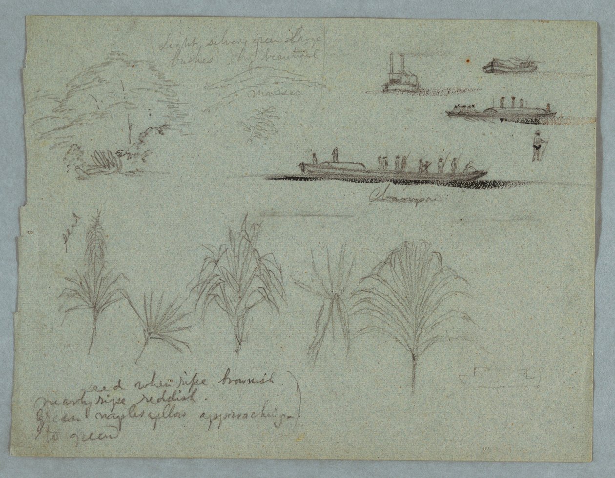 Skisser fra Rio Magdalena, Colombia: Plants, Steamer, and a Champan av Frederic Edwin Church