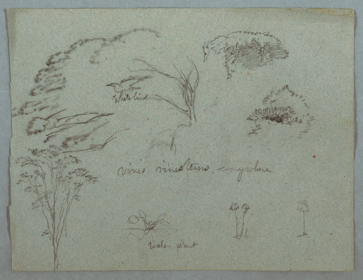 Studier fra Rio Magdalena, Colombia: Tretopper, Flying White Bird, Vines og Three Flower Plants av Frederic Edwin Church