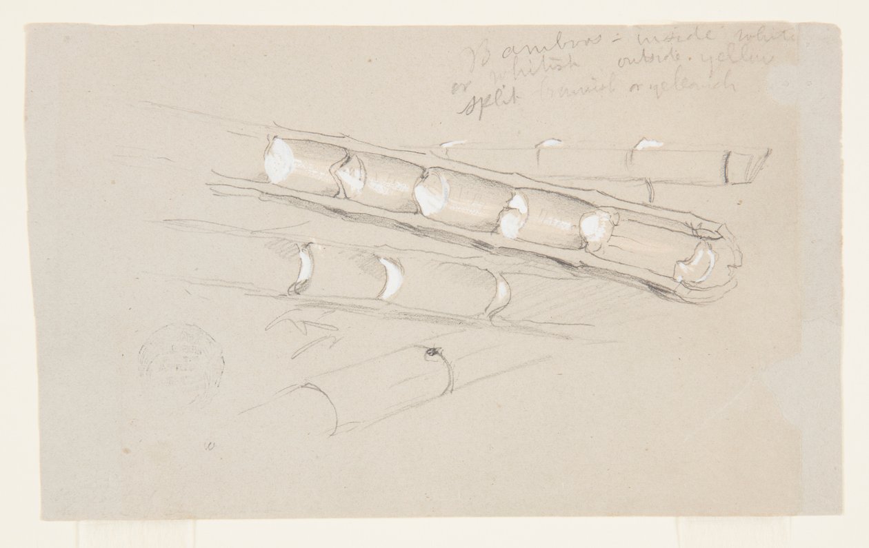 Studie av bambus av Frederic Edwin Church