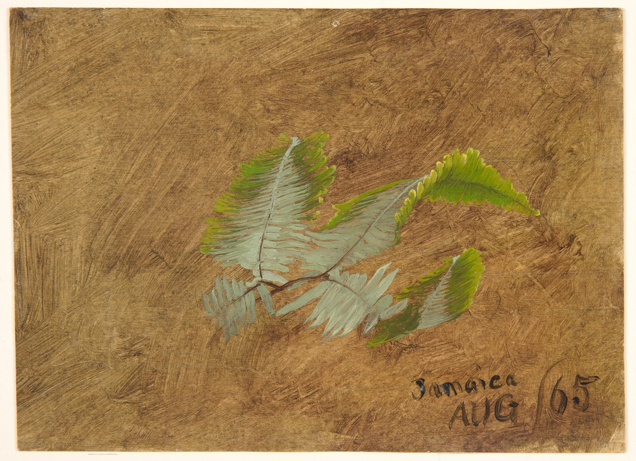 Studie av Fern, Jamaica av Frederic Edwin Church