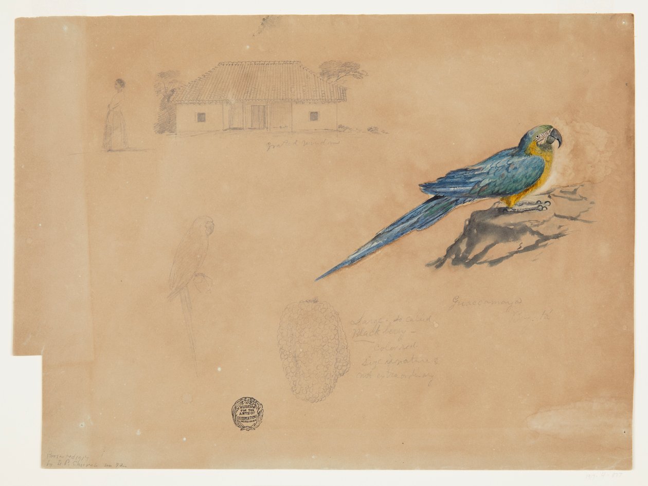Studie av Guacamaya, Bogota, Colombia av Frederic Edwin Church