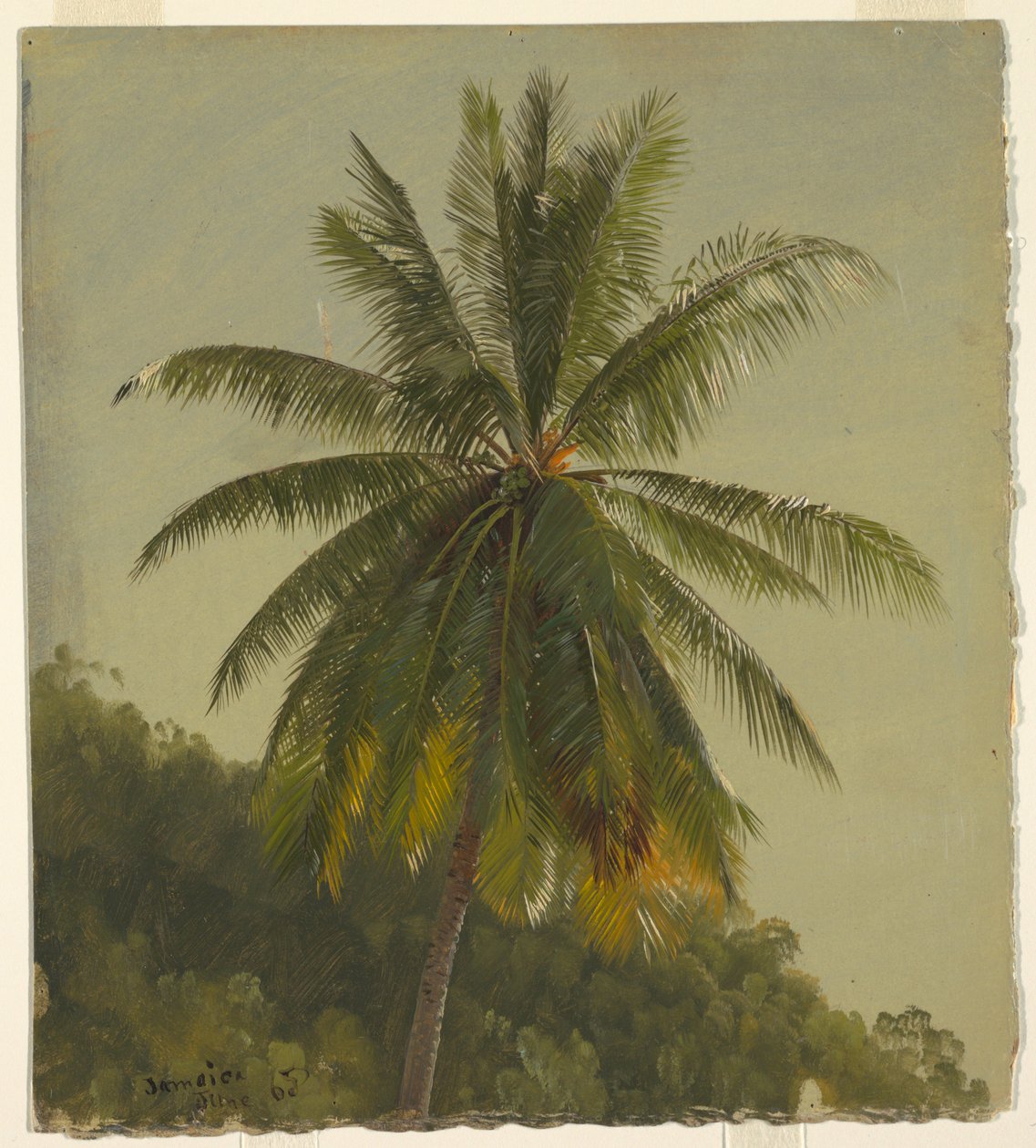 Studie av Palm Tree, Jamaica av Frederic Edwin Church