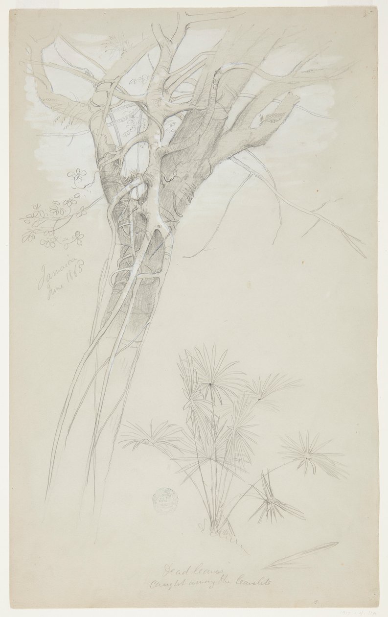 Studie av trestamme, parasittvinstokk og palmeplante, Jamaica av Frederic Edwin Church