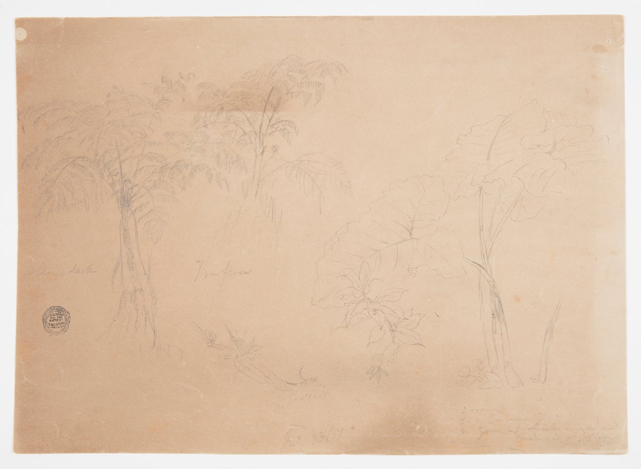 Studie av to trær og tre planter, nær Jorje, Ecuador av Frederic Edwin Church